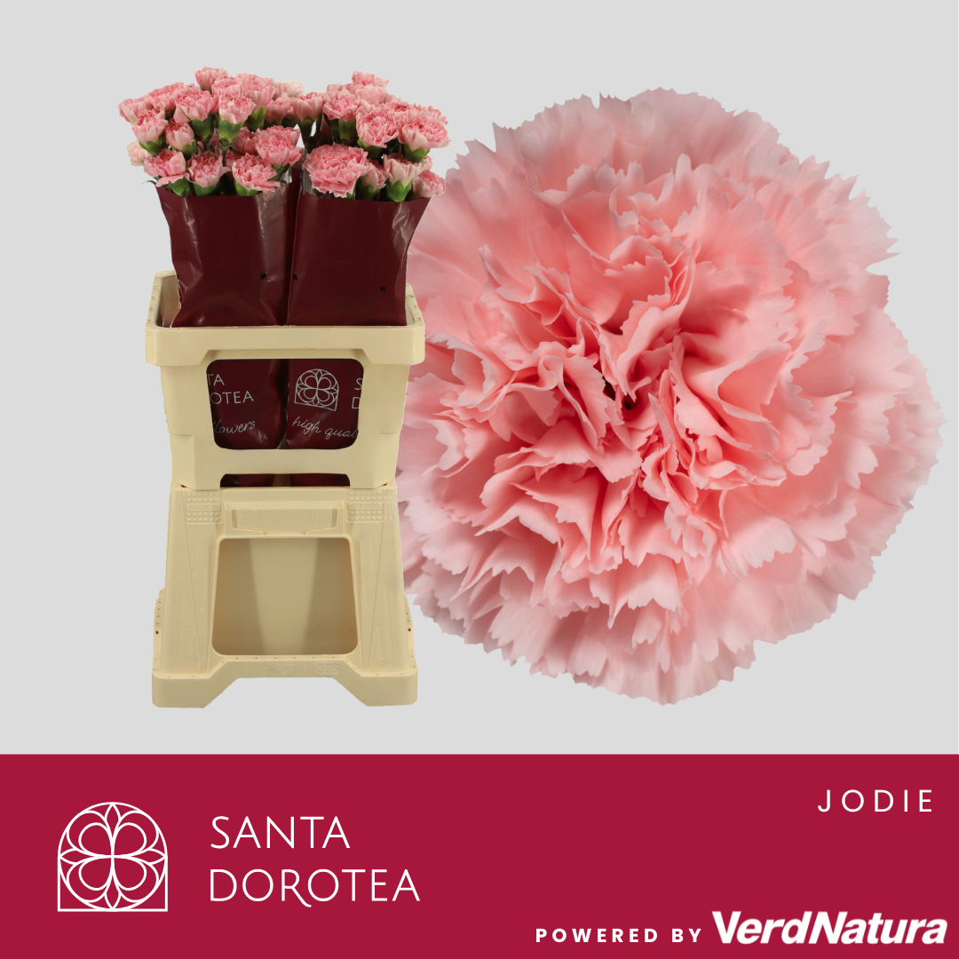 Диантус од. Джоди (роз.), шт.