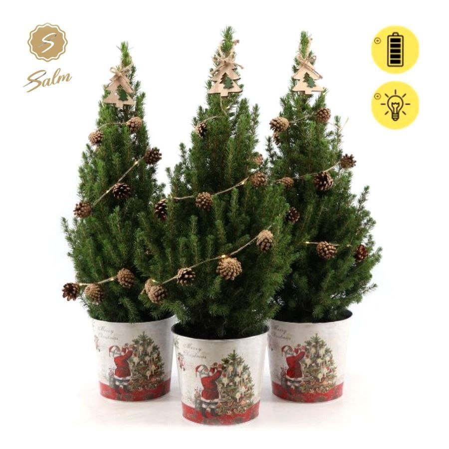 Picea gl. 'December'® P19 in Zinc Santa + Pine-Cone Light + Tree on Loop, D 21 cm