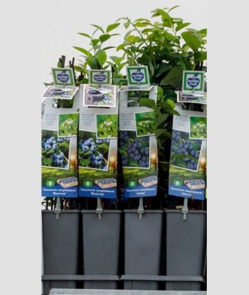 Mix VP2 - Vaccinium corymbosum Mix 2 liter blauwe bes (CC of laag), D 11 cm