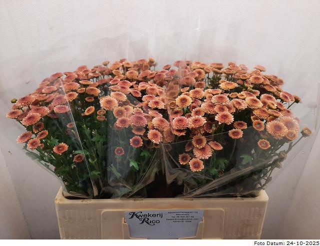 Сантини Калимеро Салмон, шт.