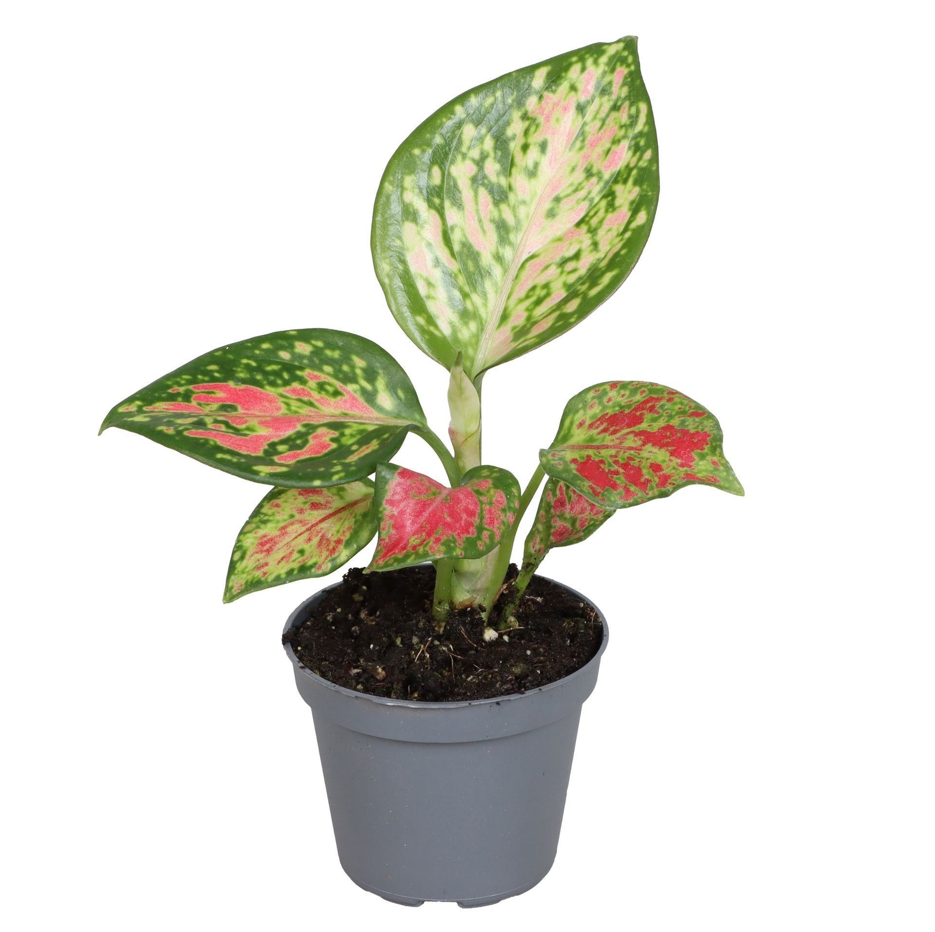 Aglaonema Lucky Red 6 cm, D 6