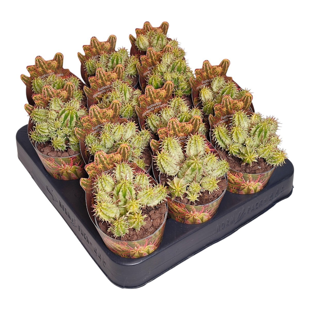 EUPHORBIA AGGREGATA VARIEGATA - POT Ø 6,5 SHAPED POT COVERSHAPED POTCOVER (SUCCULENTEN), D 6,5