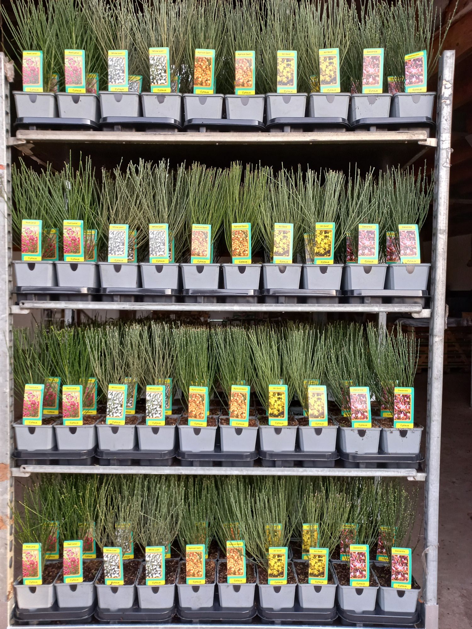 Cytisus Mix Laag, D 13