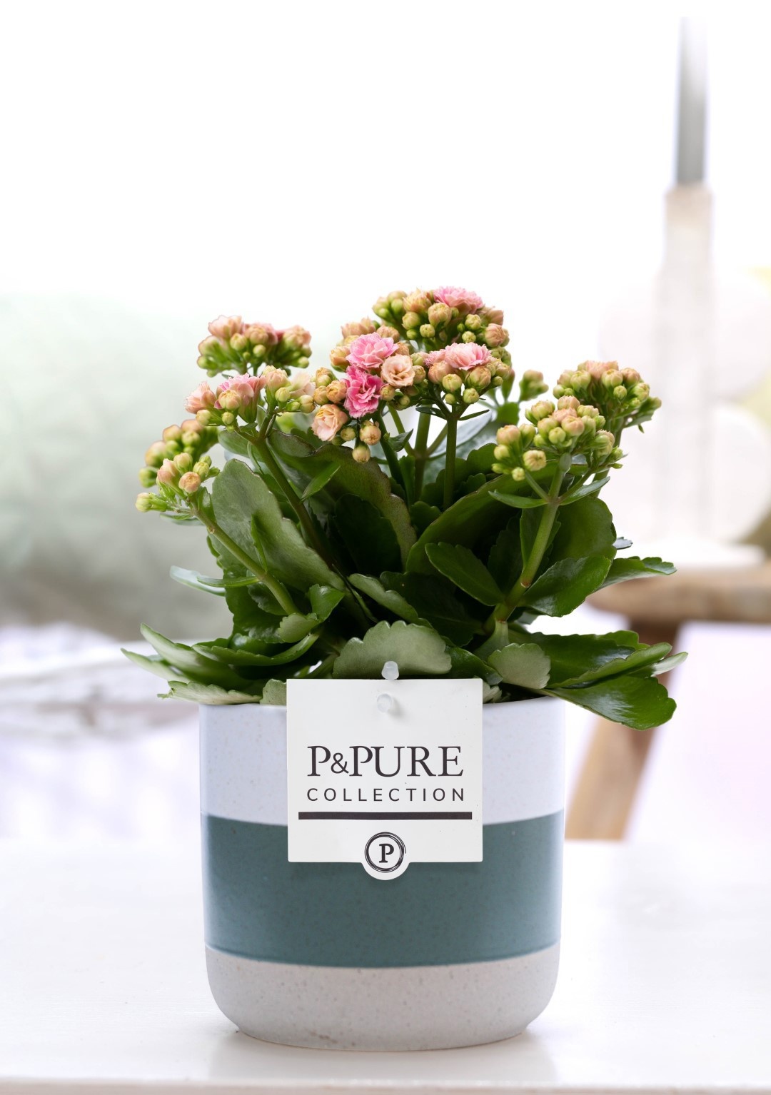 Kalanchoe pink in P&PURE Lauren ceramics, D 12