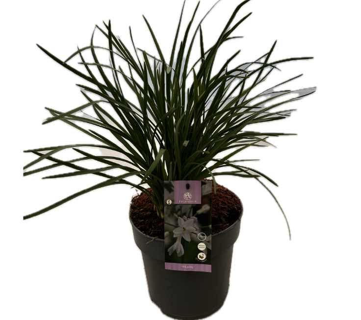 Tulbaghia 'Pearl P22', D 22