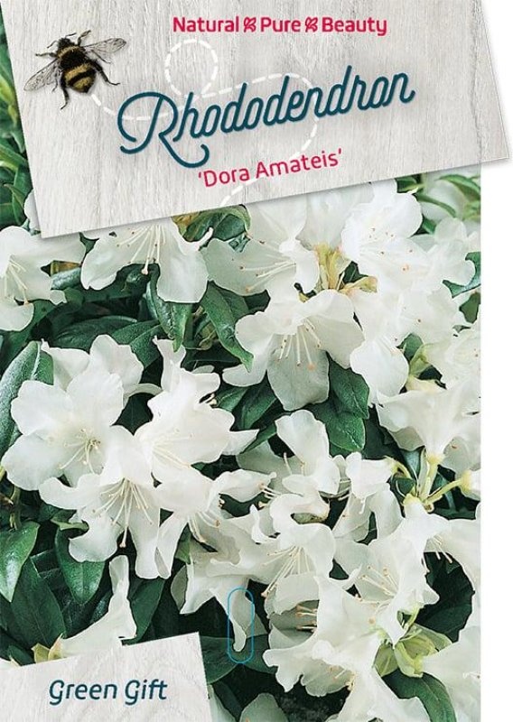 Rhododendron 'Dora Amateis', D 29