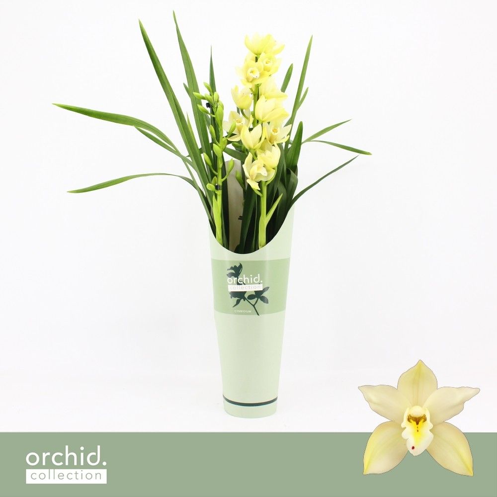 Cymbidium, Paddy 2-spike P14 'Orchid Collection' Potcover, D 14 cm