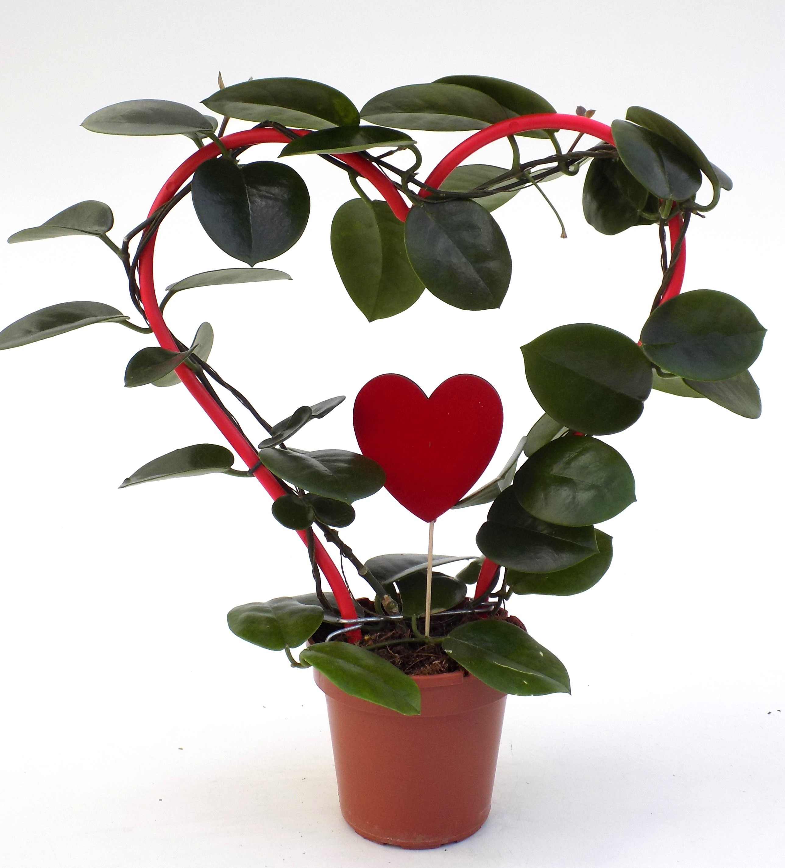 Hoya HART vorm.met steker, D 12