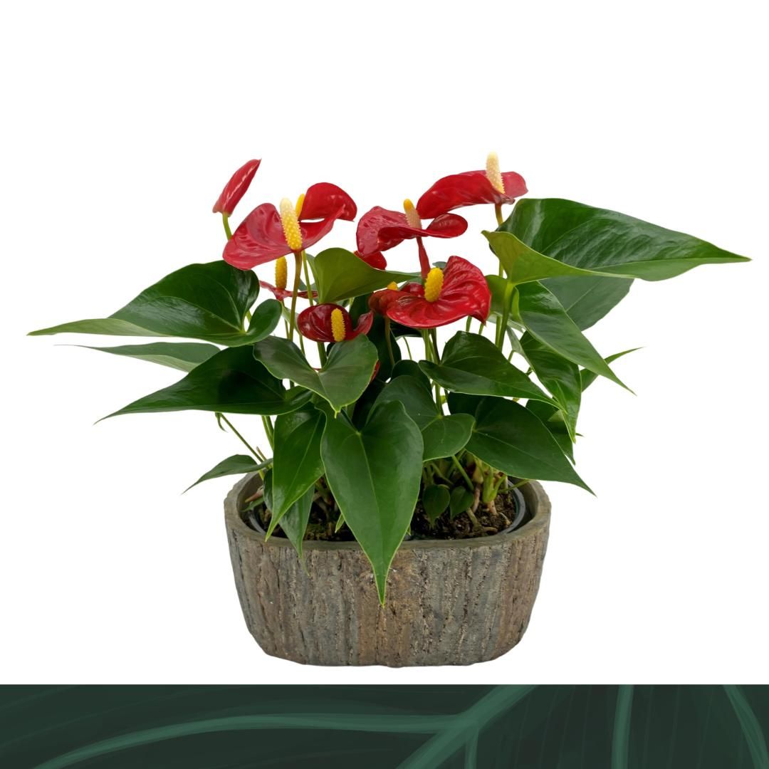Anthurium Aristo steen ovaal, D 9