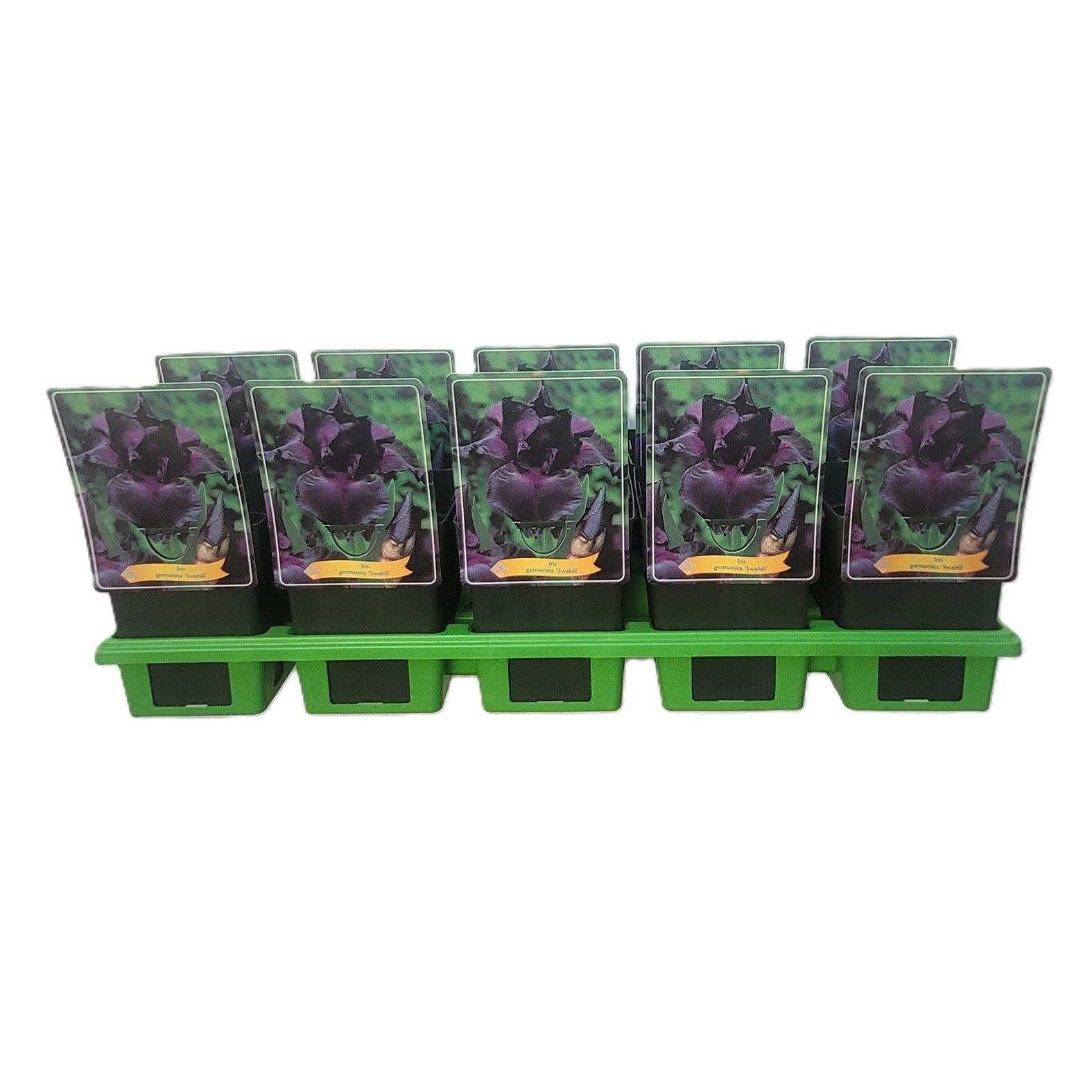 Iris germanica 'Swahili' P11, D 11 cm