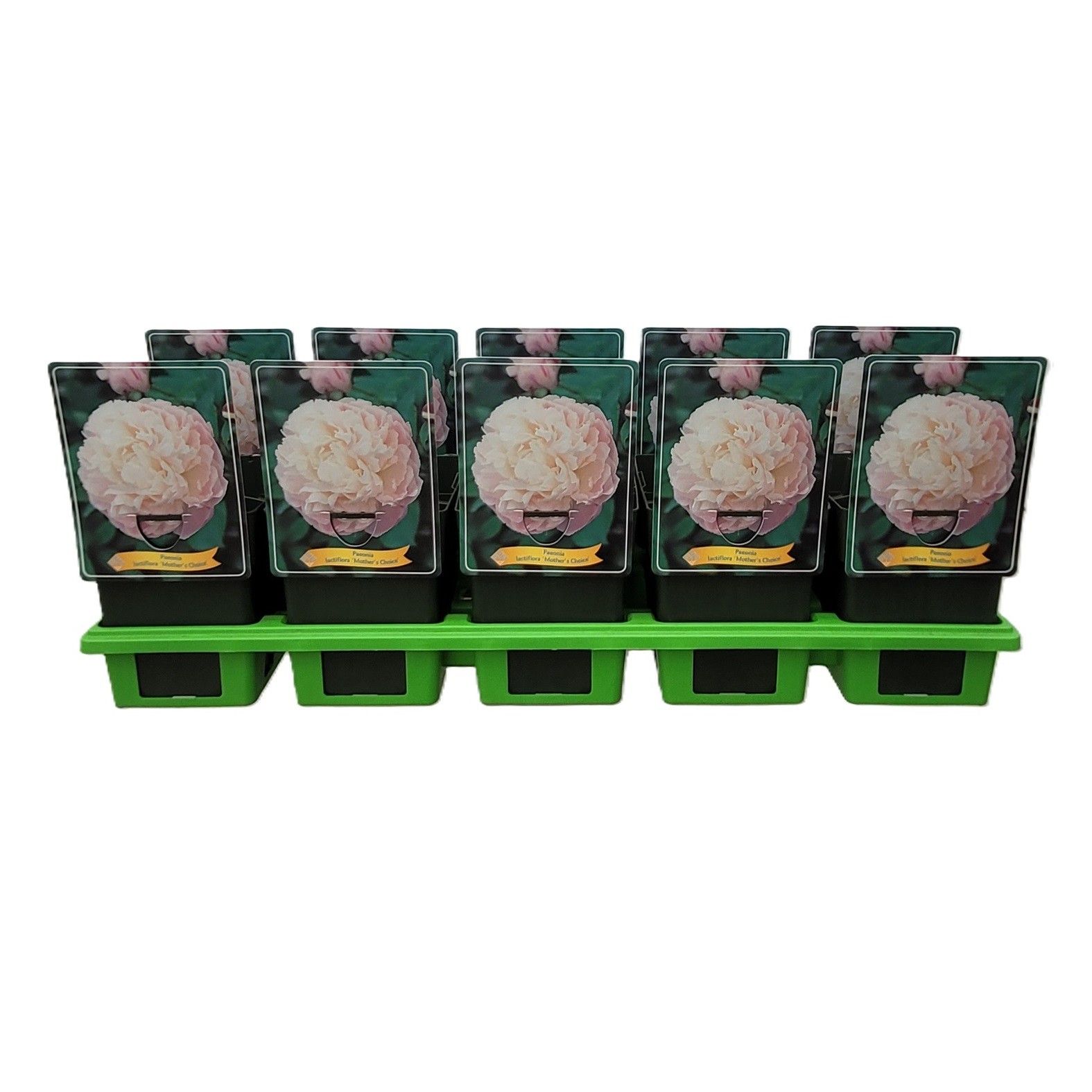 Paeonia lactiflora 'Mother's Choice' P11, D 11