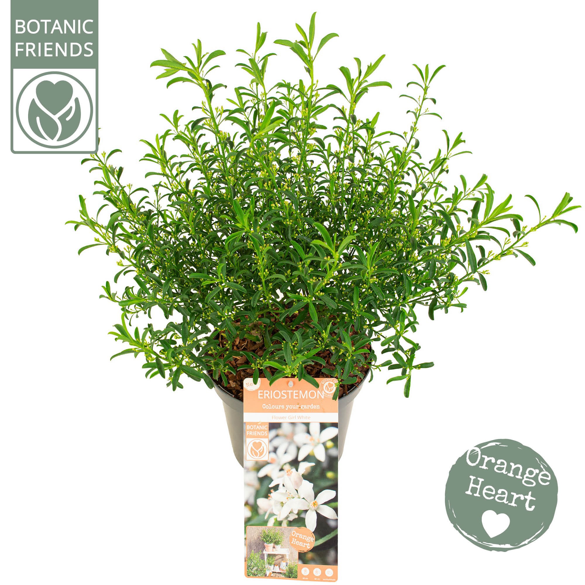 Eriostemon myoporoides 'Flower Girl White', D 22