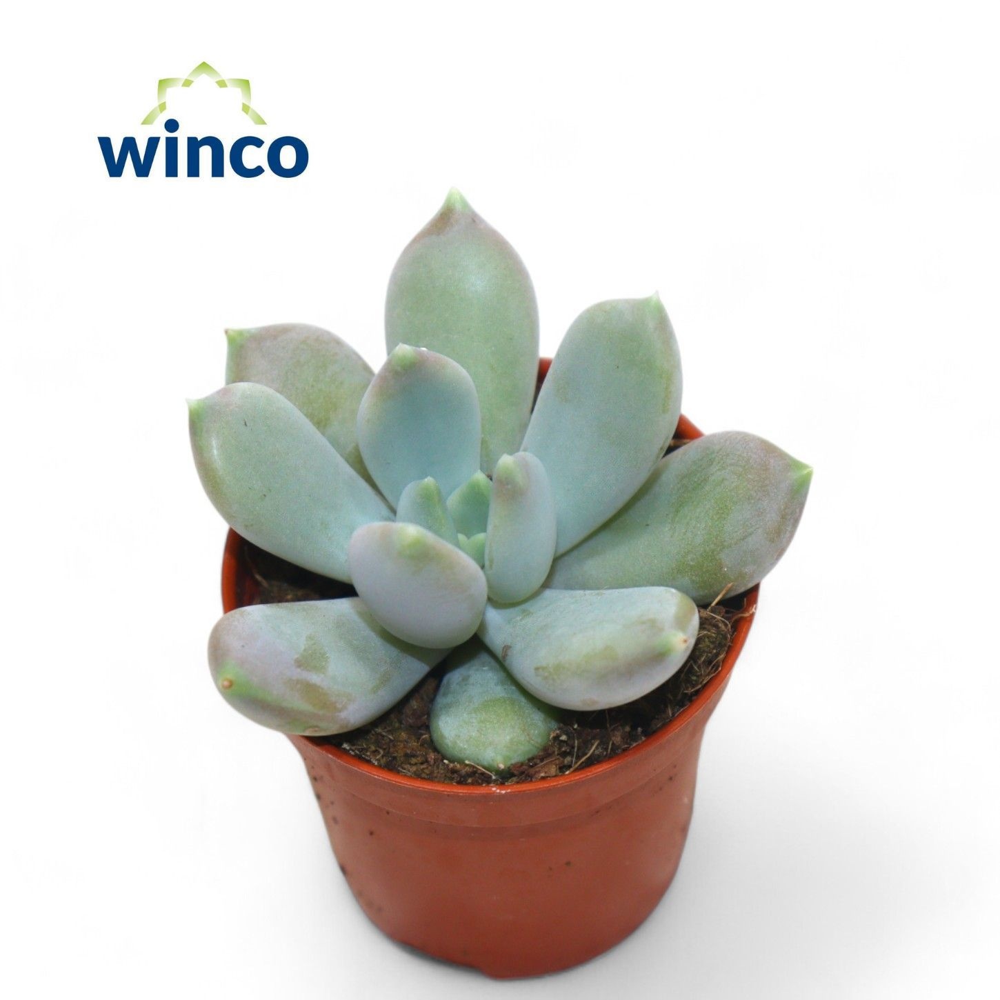 Graptoveria Opalina, D 5,5