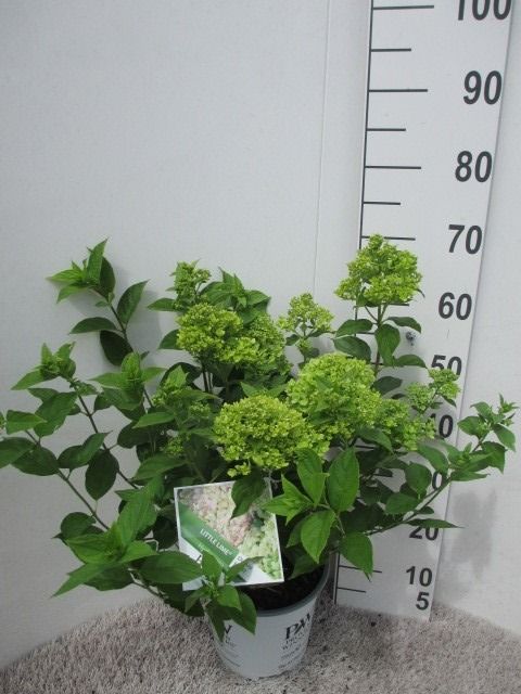 Hydrangea pan. Little Lime 40-50 P23, D 23 cm Hydrangea pan. Little Lime 40-50 P23, D 23 cm