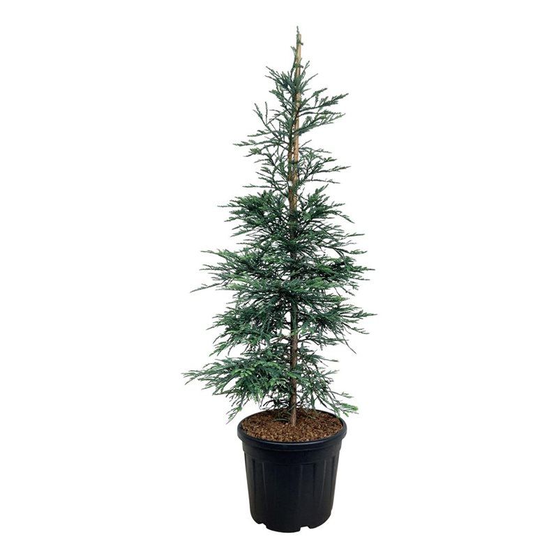 Sequoia semp. 'Steel Blue', D 50 cm