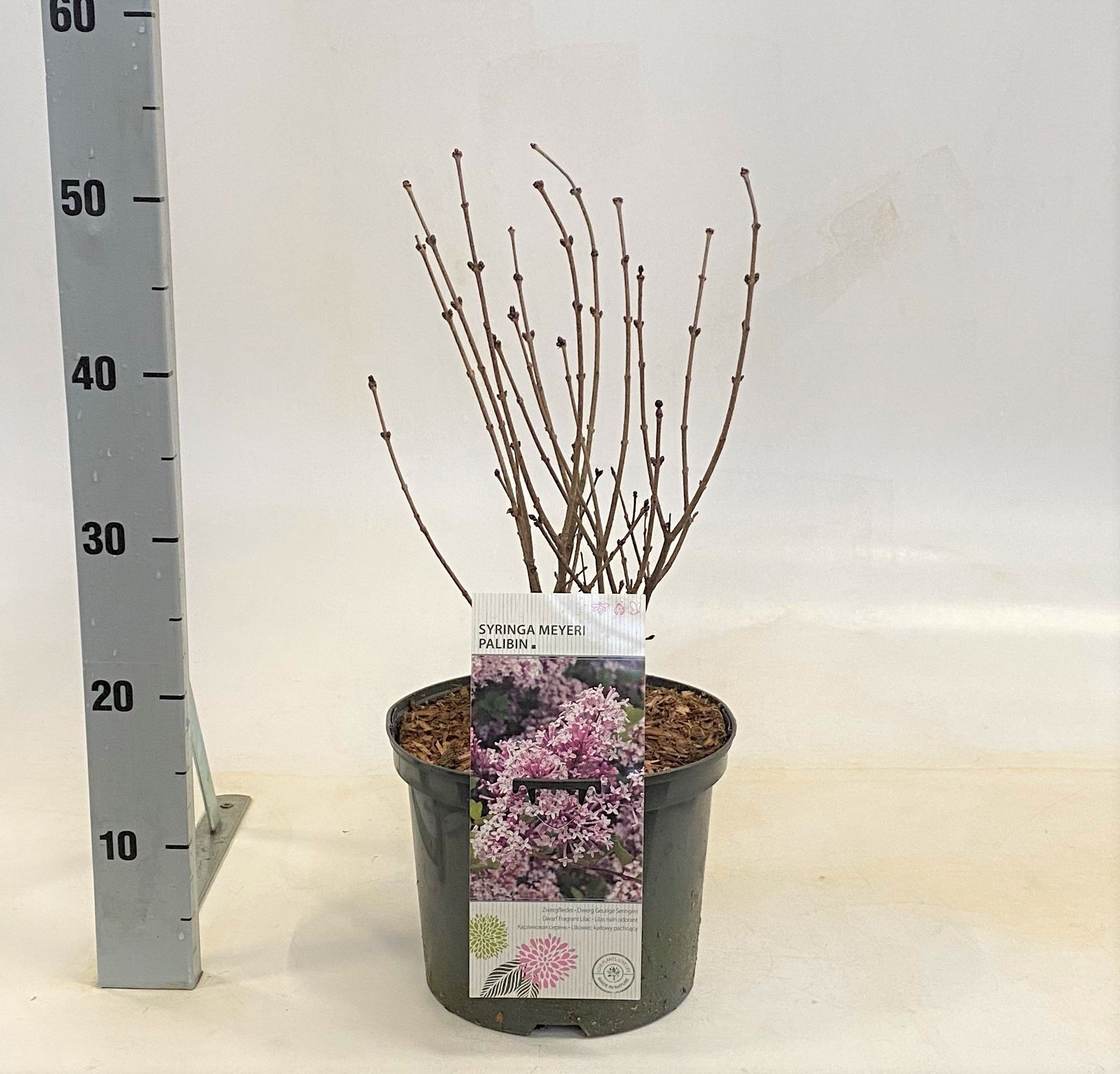 Syringa meyeri Palibin, D 23