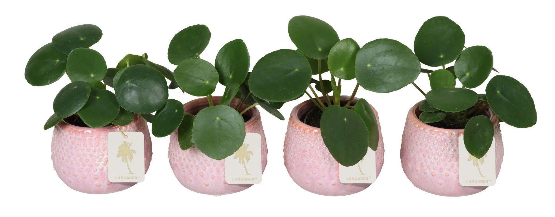 L 67261 With Pilea Peperomides 6 cm, D 6
