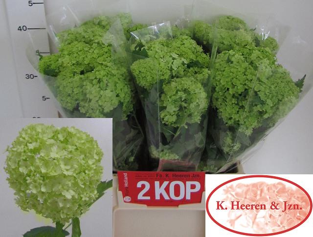 Вибурнум Розеум 40 (зел.), шт.