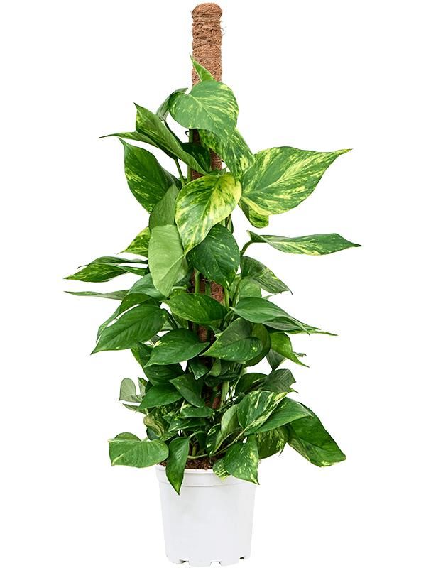 Scindapsus (Epipremnum) 'Aureum', D 24 cm Scindapsus (Epipremnum) 'Aureum', D 24 cm