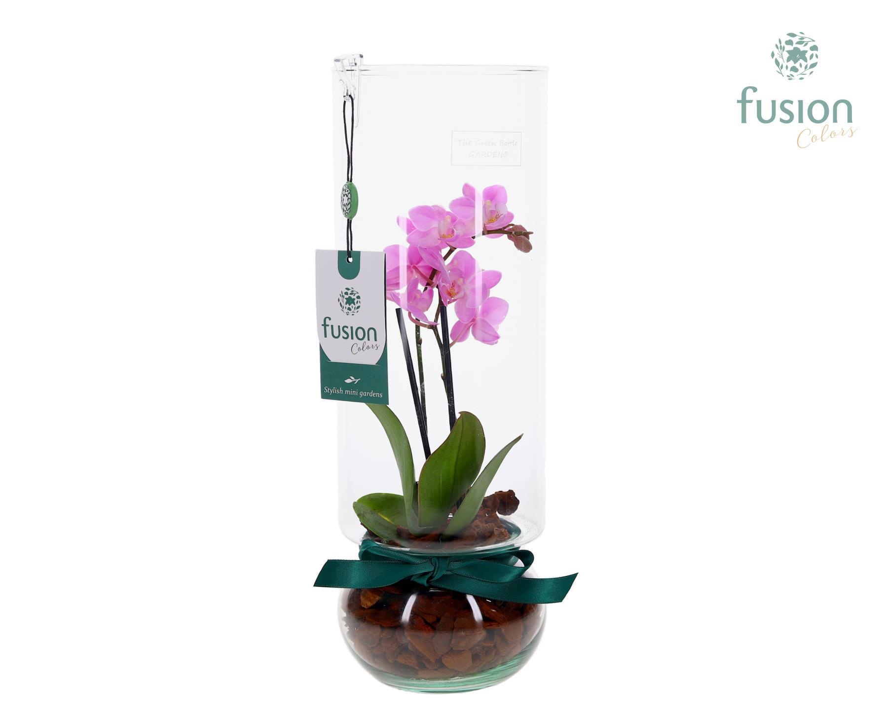 Green BottleAngelica Large met Phalaenopsis, D 12