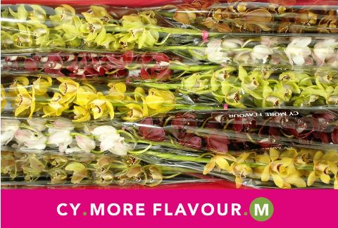 Цимбидиум мини Микс x10 60, шт.