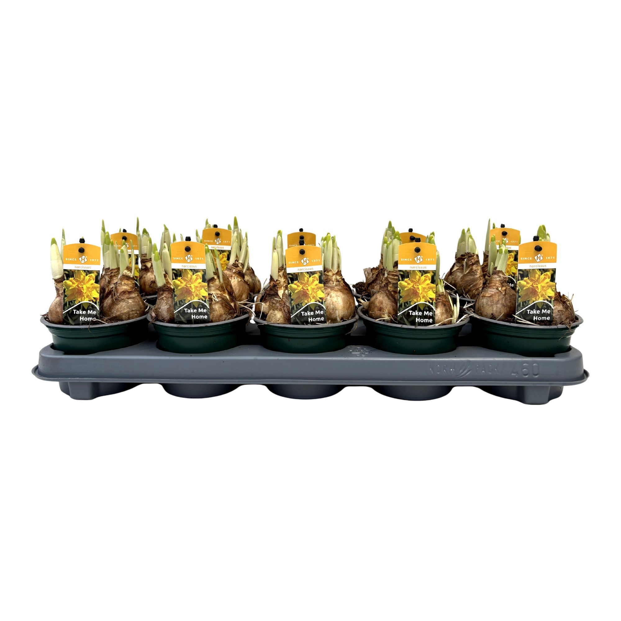 Narcissus Take me Home geel grootbloemig, D 12