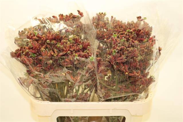 Анигозантус Эрли Спринг 70, шт.