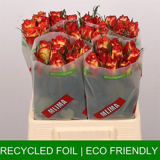 Роза од. Хай Энд Мэджик 40, шт.