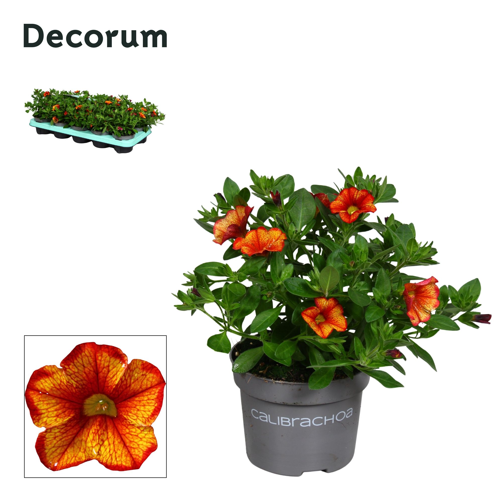 Calibrachoa - 10,5cm - Uno Bakari -Decorum, D 10,5