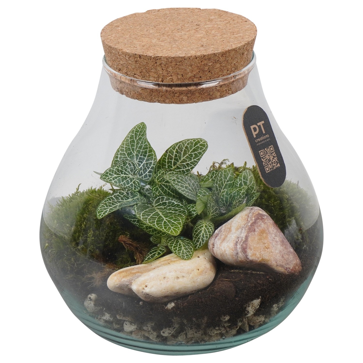 PTTER8132 Arrangement terrarium in glazen terrarium, D 17