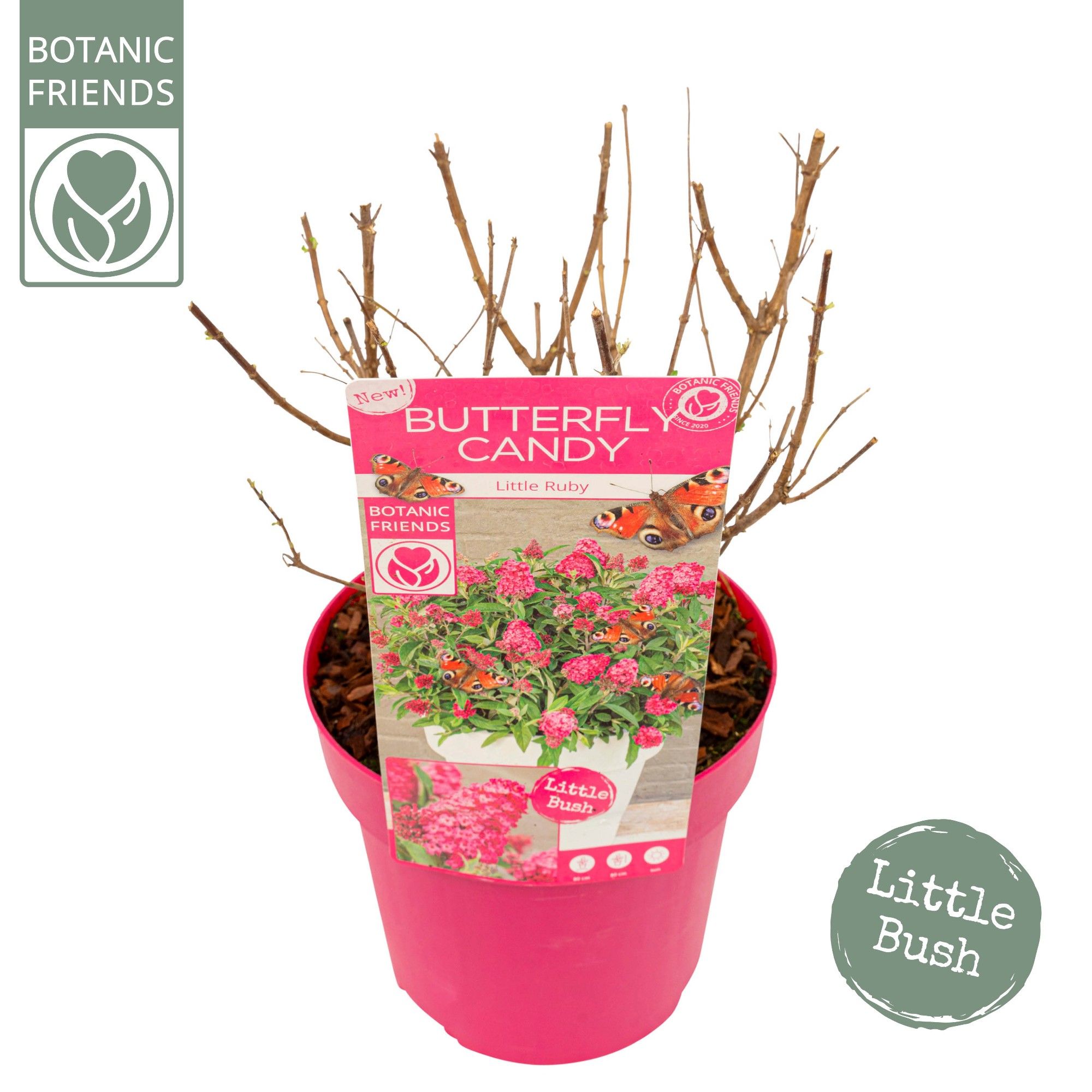 Buddleja Butterfly Candy 'Little Ruby'®, D 19