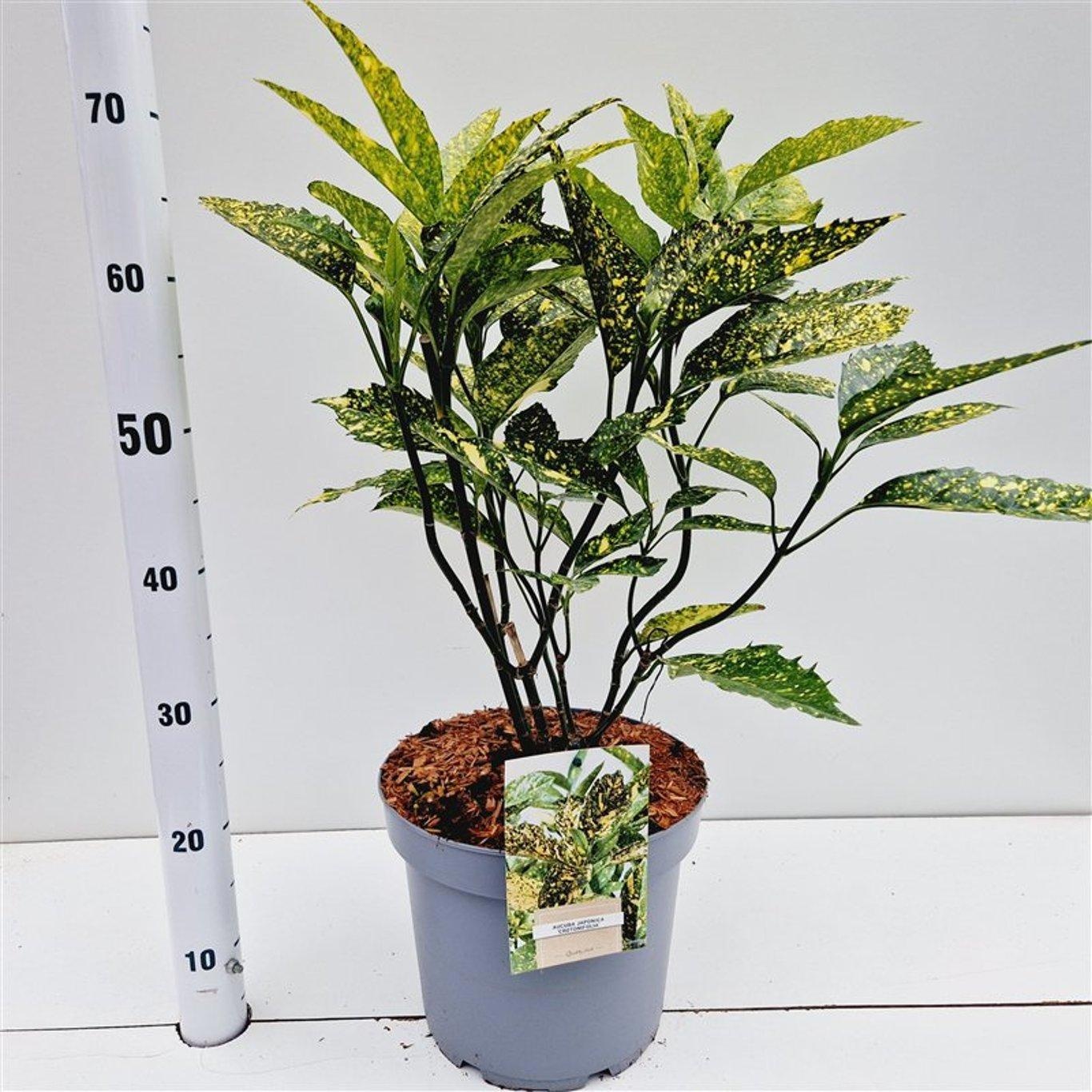 Aucuba japonica 'Crotonifolia', D 26 cm