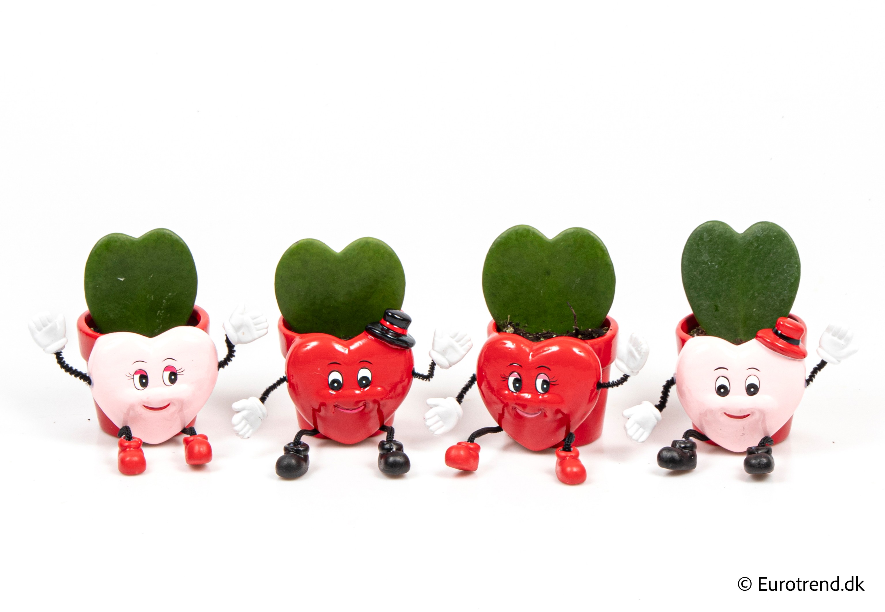 Hoya single heart in Valentine ceramic 2026, D 6