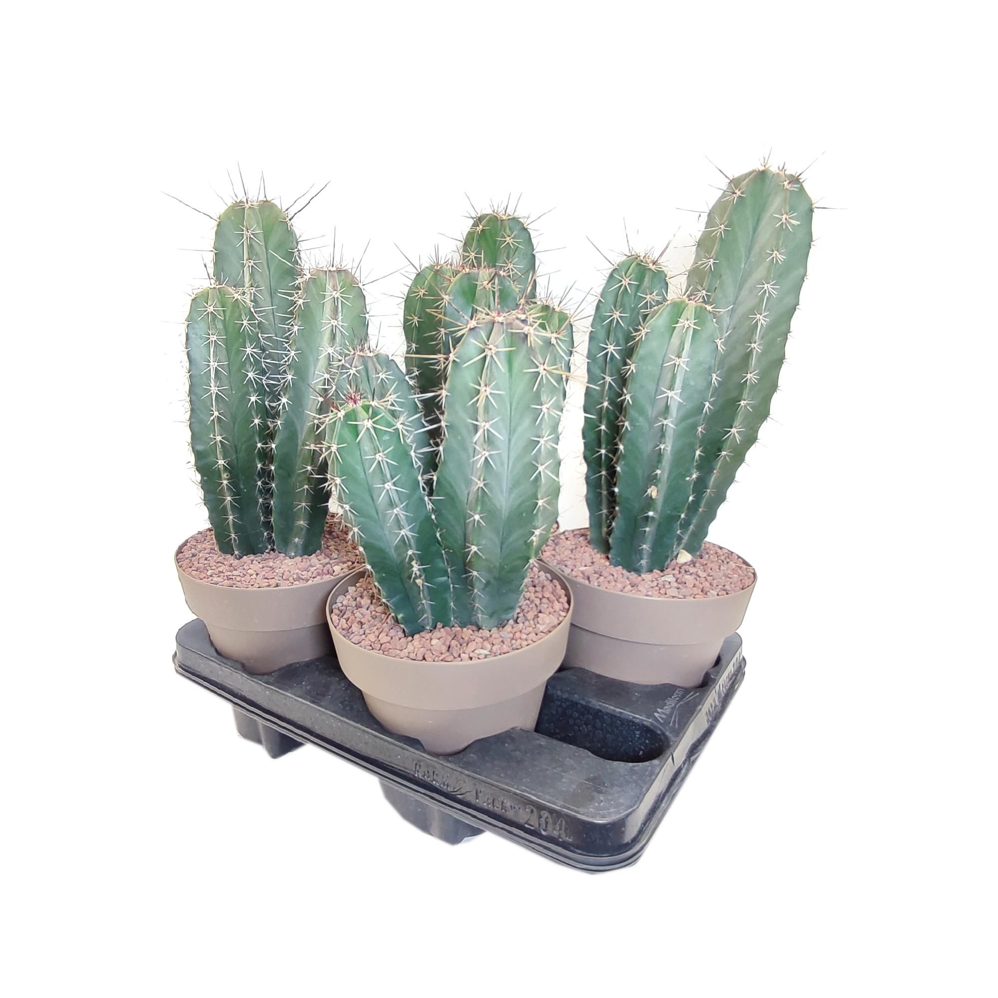 LEMAIREOCEREUS STELLATUS - POT Ø 16 ( CACTUS), D 16