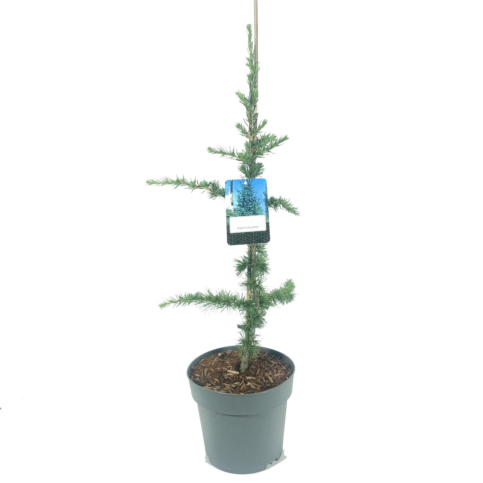 Cedrus libani 'Fastigiata', D 22 cm