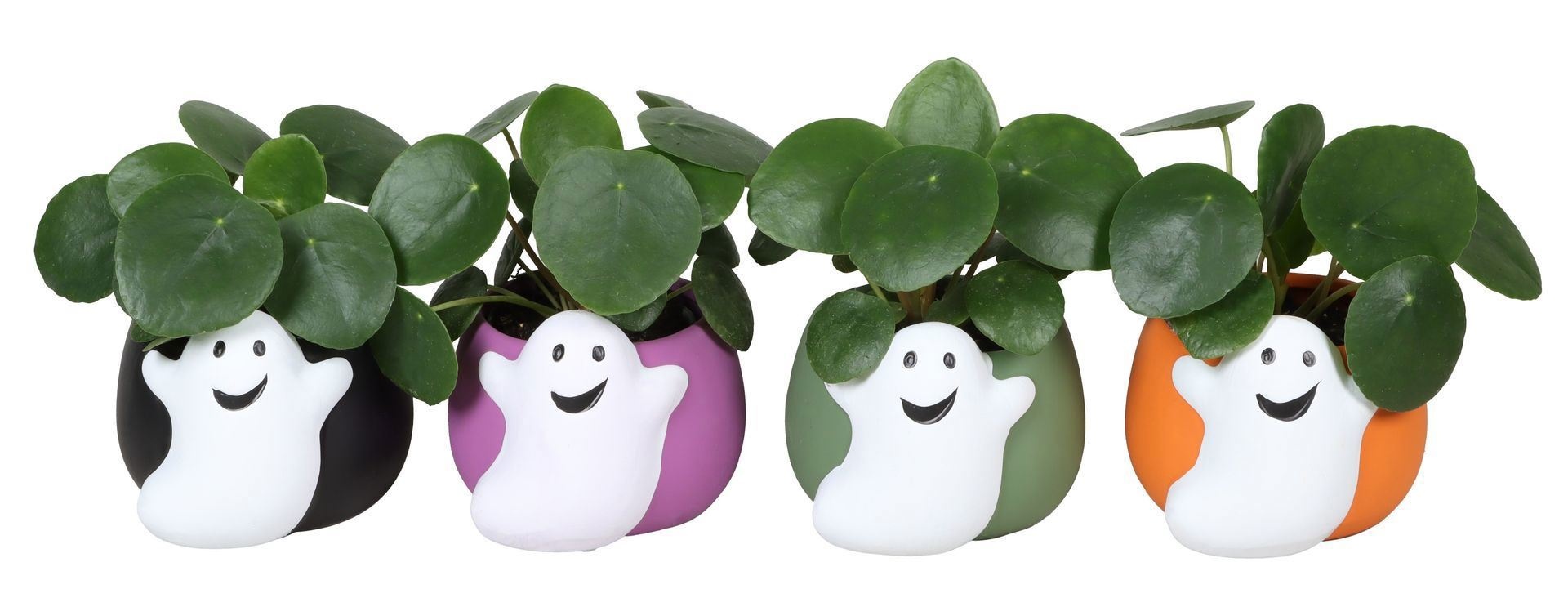 L 67392 With Pilea Peperomides 6 cm, D 6