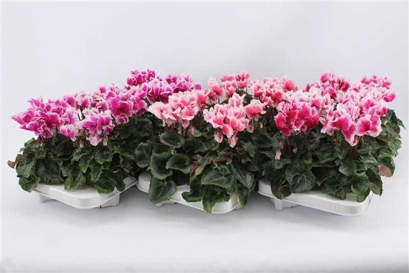 Cyclamen Abanico Mix Layer, D 10,5