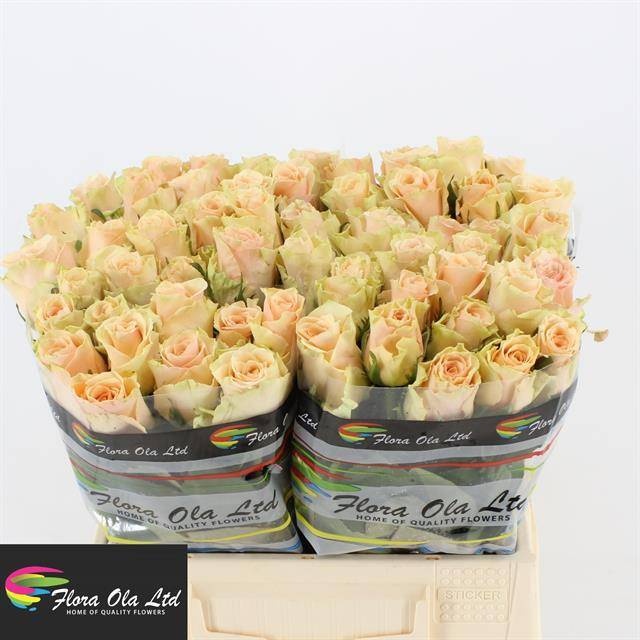 Роза од. Примавера 40, шт.