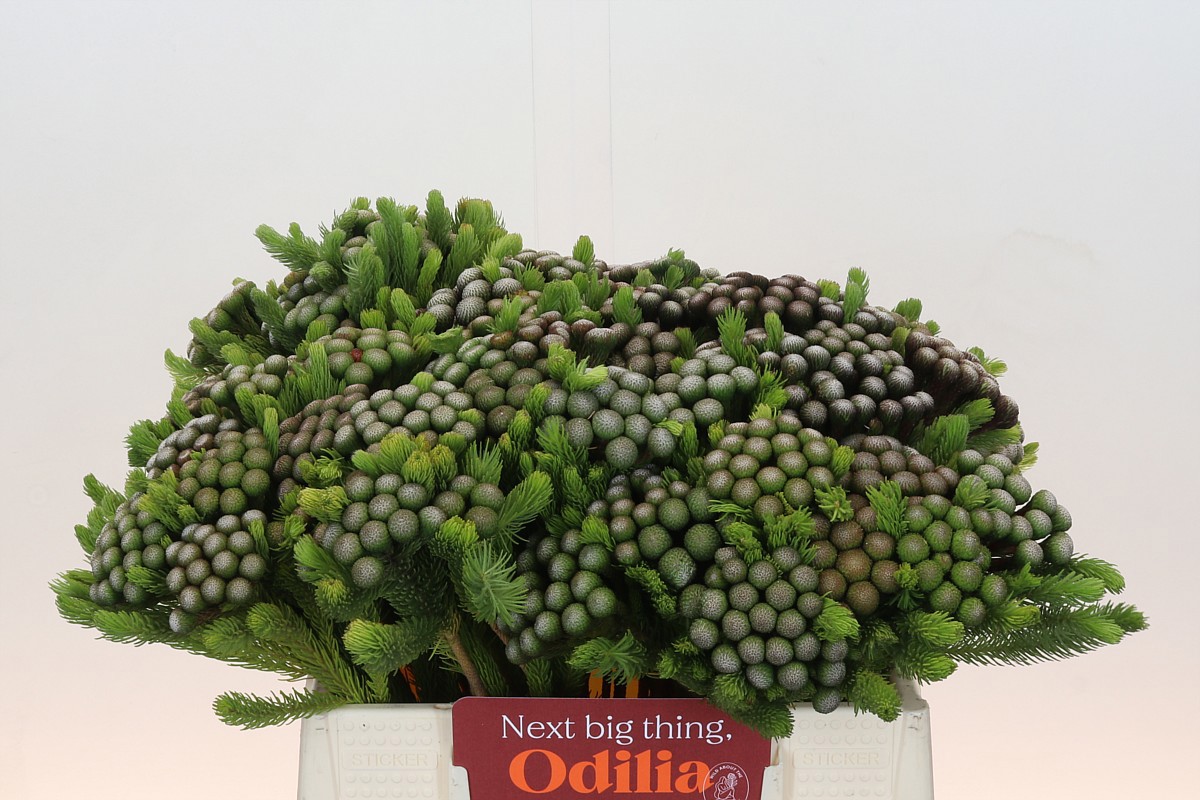 Бруния Альбифлора 40, шт.