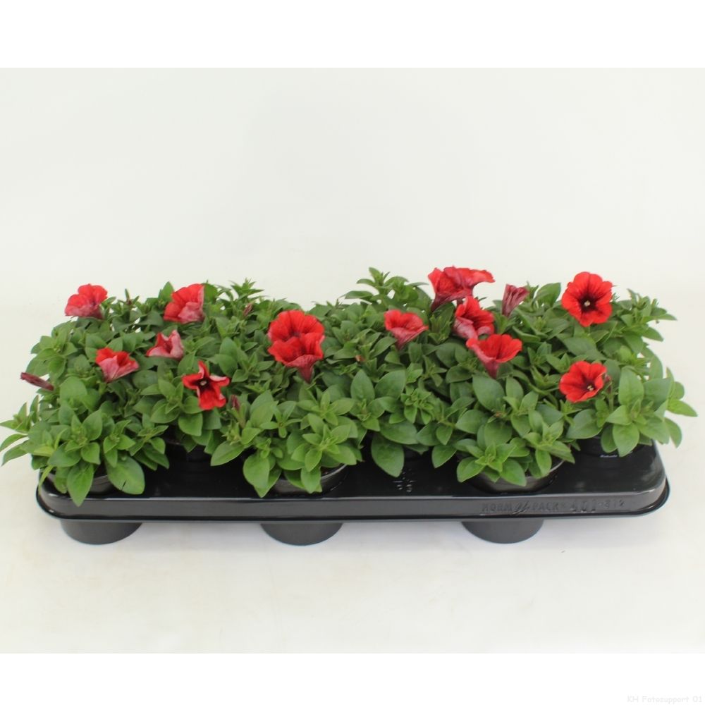 Petunia Cascadias Simply Red, D 10,5