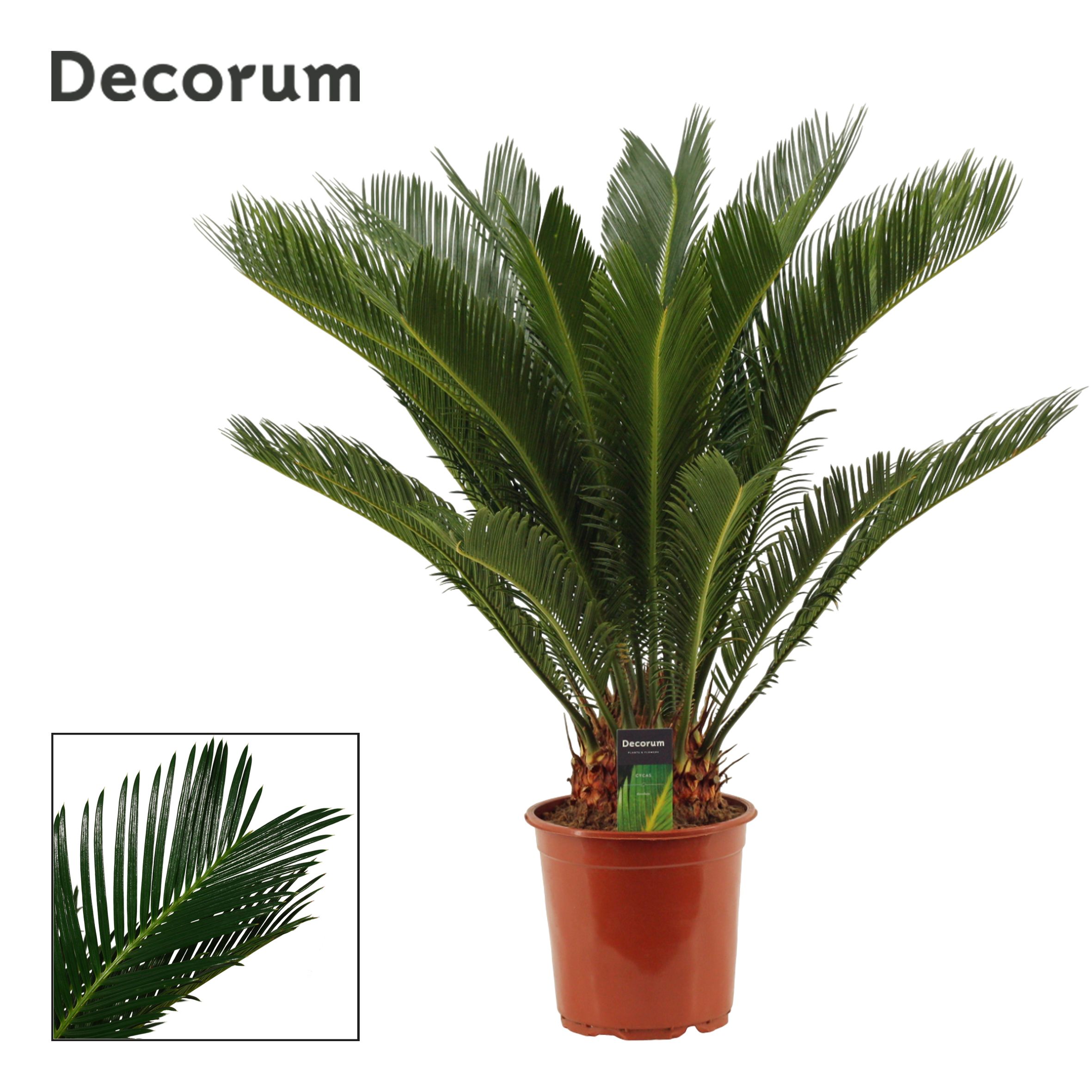 Cycas Revoluta 21 cm Decorum, 17+ veren, D 21