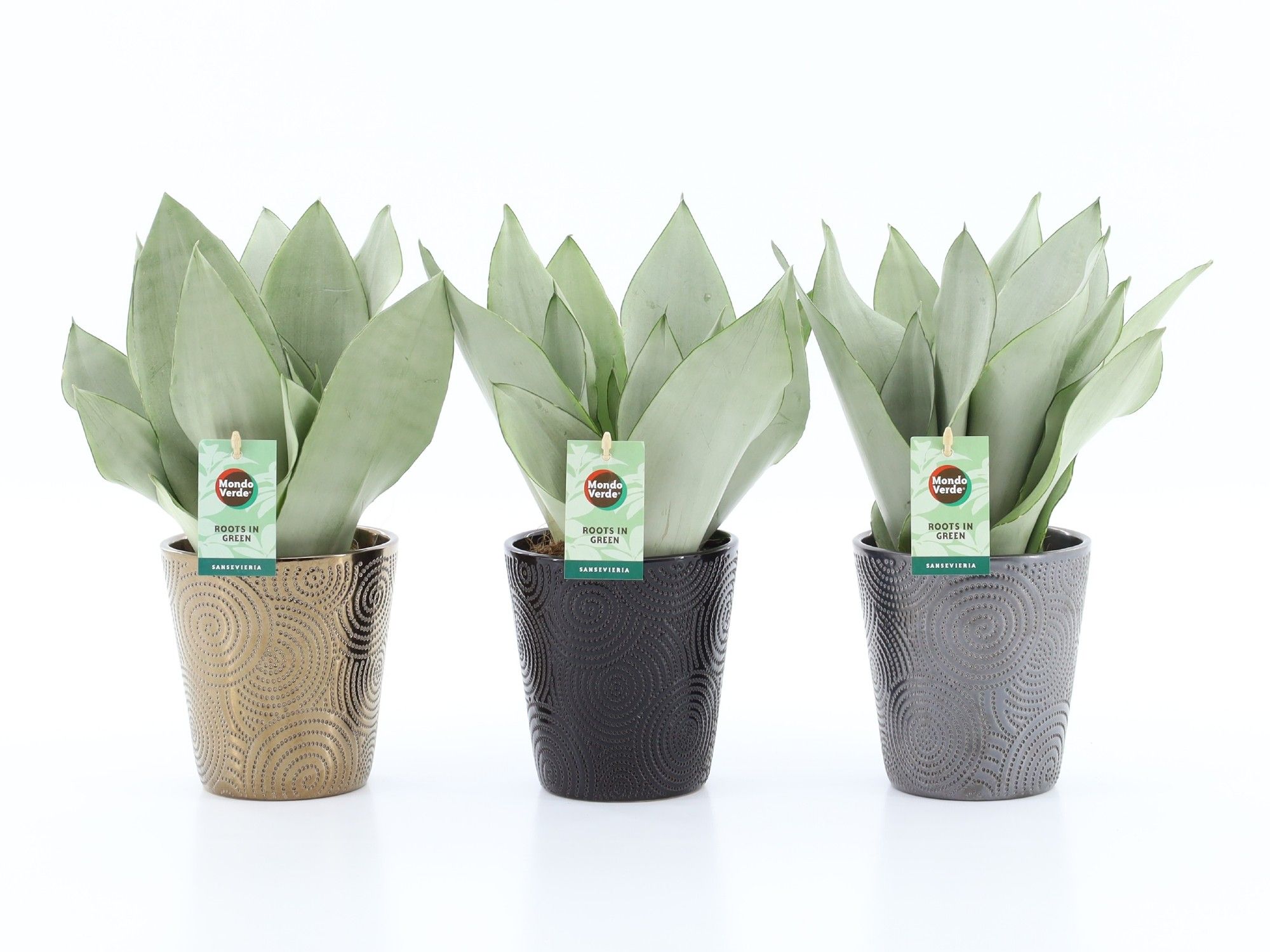 Sansevieria Moonshine in Infinity keramiek, D 13