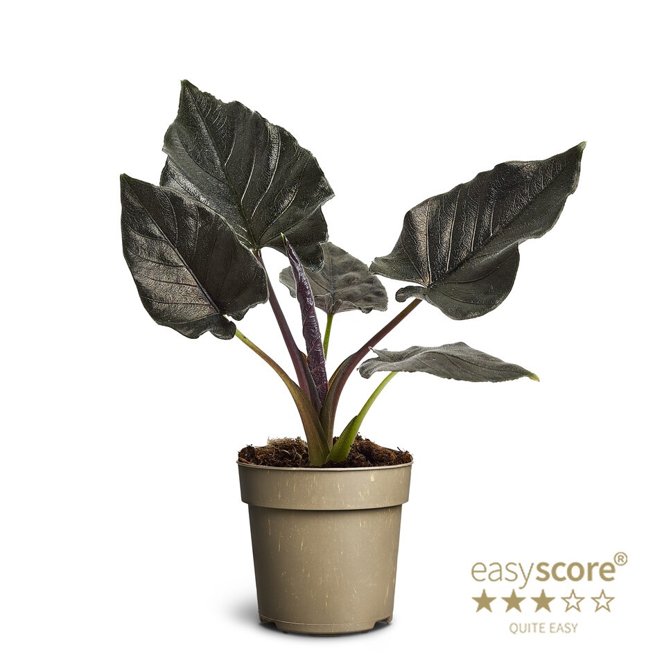 ALOCASIA HYBRID 'Antoro Velvet', D 11