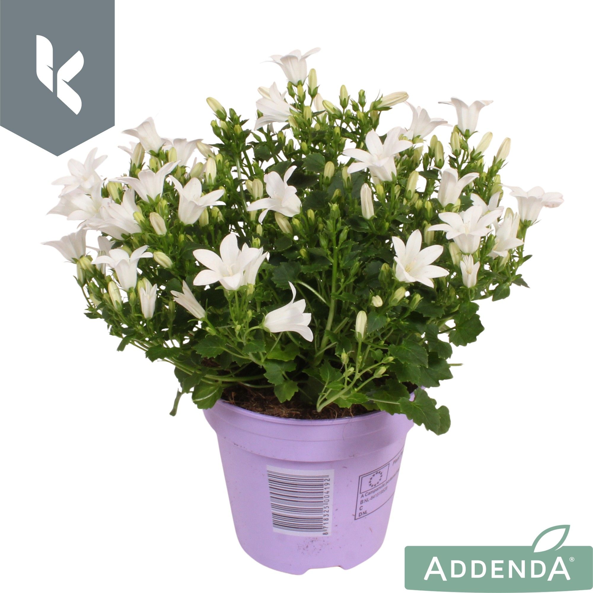 Campanula Ambella Intense White in ton sur ton, D 10,5