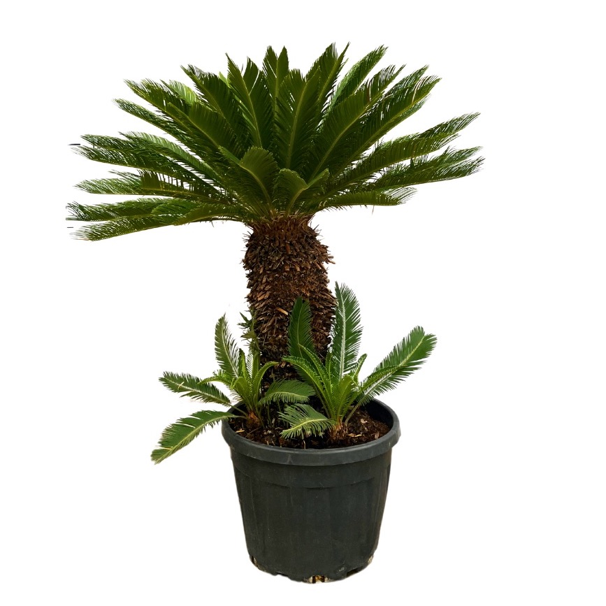 Cycas Revoluta - 180cm, D 65