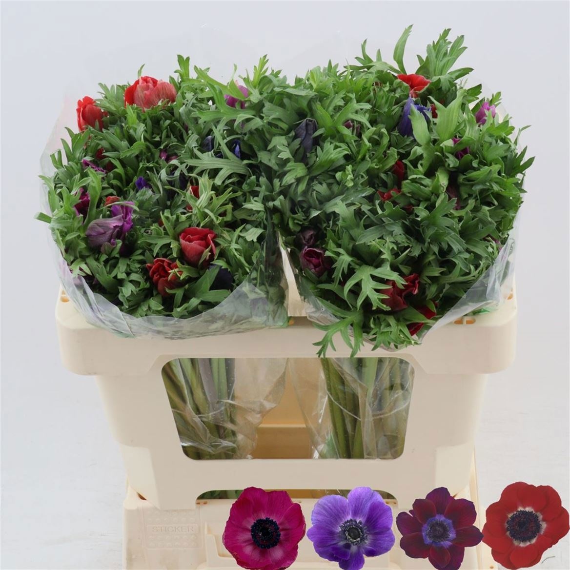 Анемон Микс в пачке 50, шт.