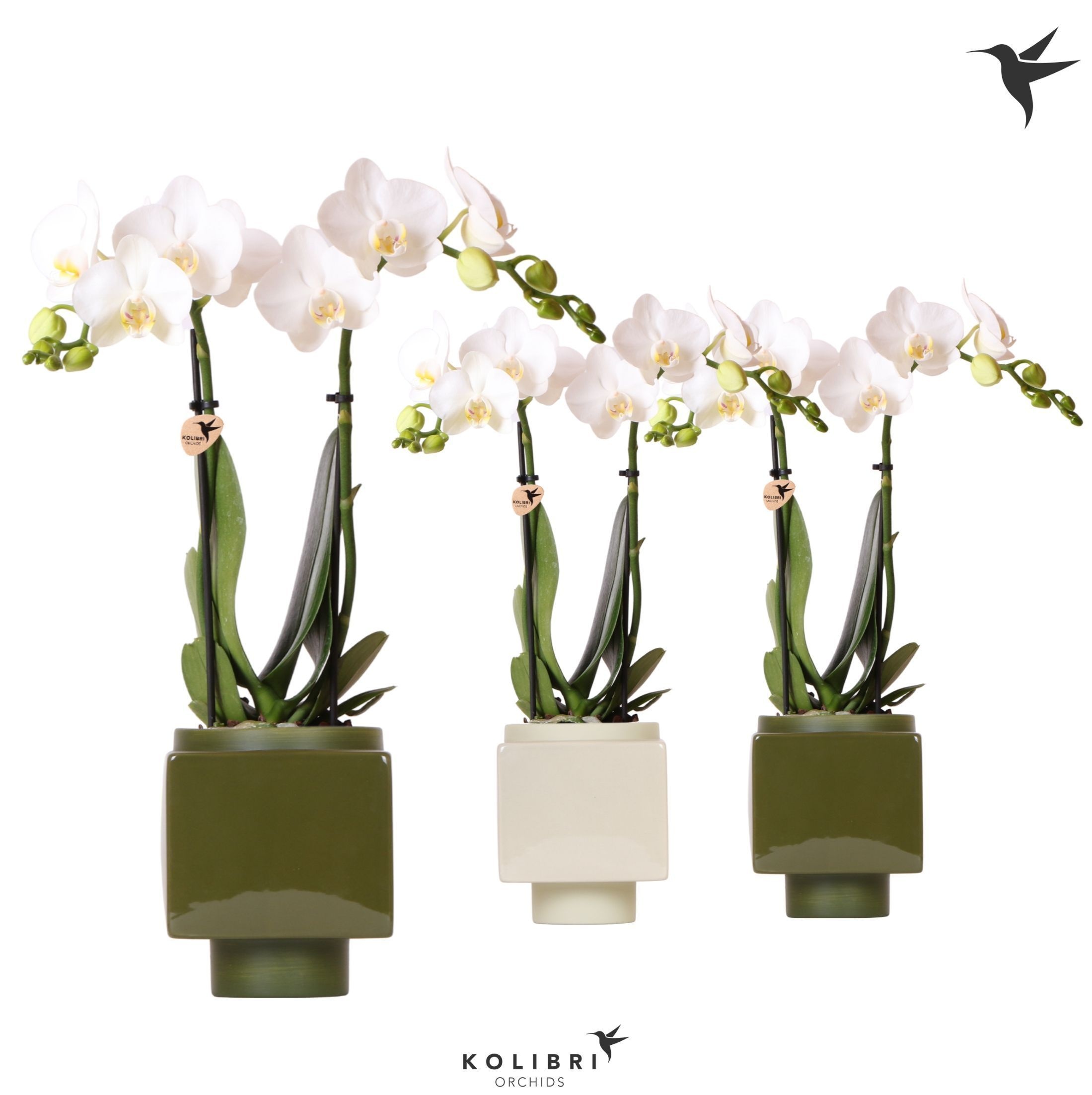 Kolibri Orchids Phalaenopsis white 2 spike in Cube pot green, D 9