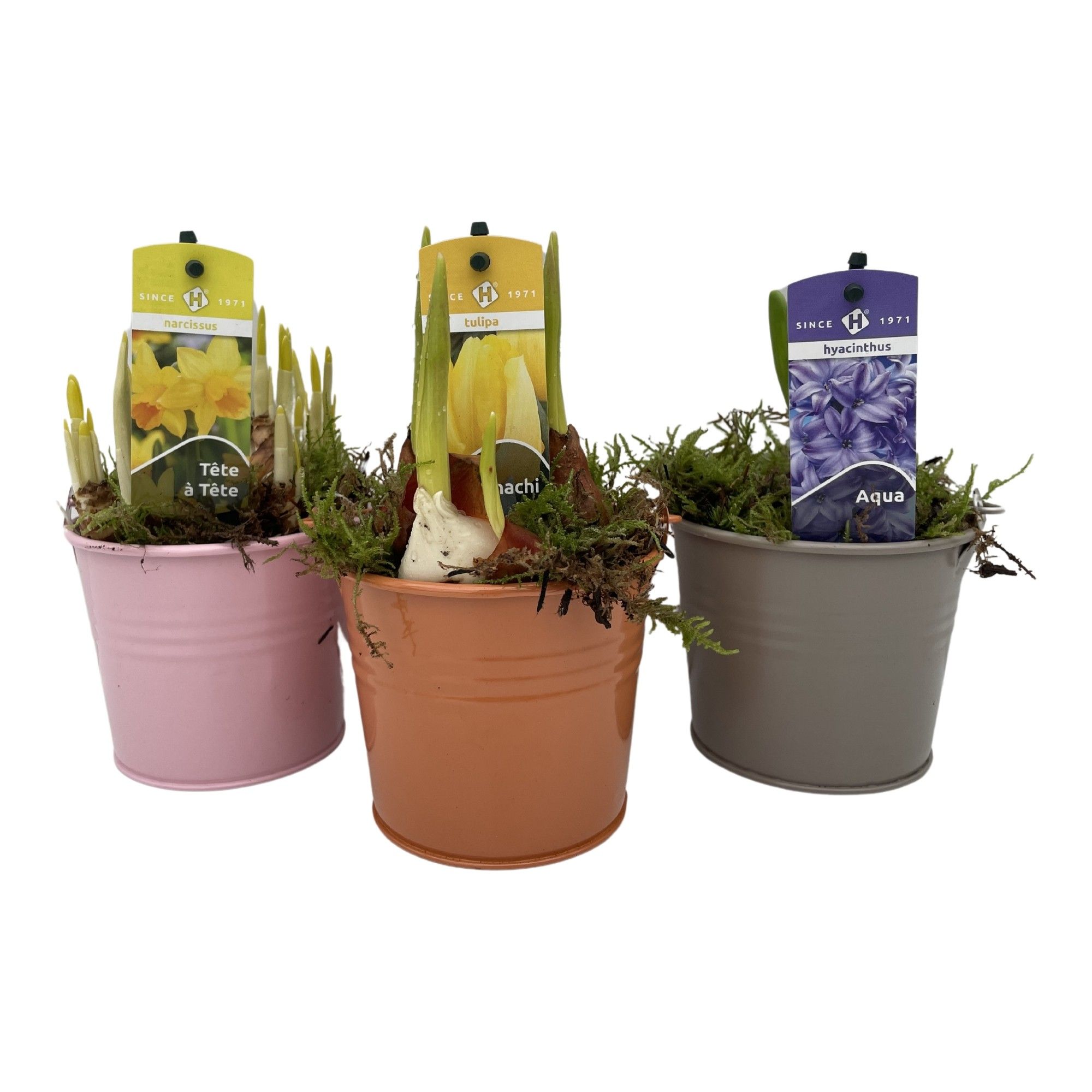 Zink emmer 9 cm. pastel Bollenmix, D 9