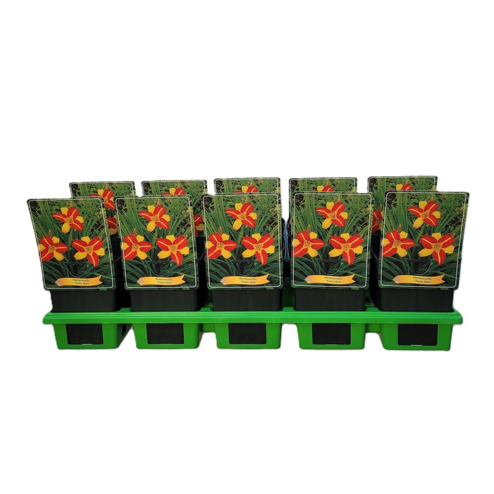 Hemerocallis 'Frans Hals' P11, D 11 cm