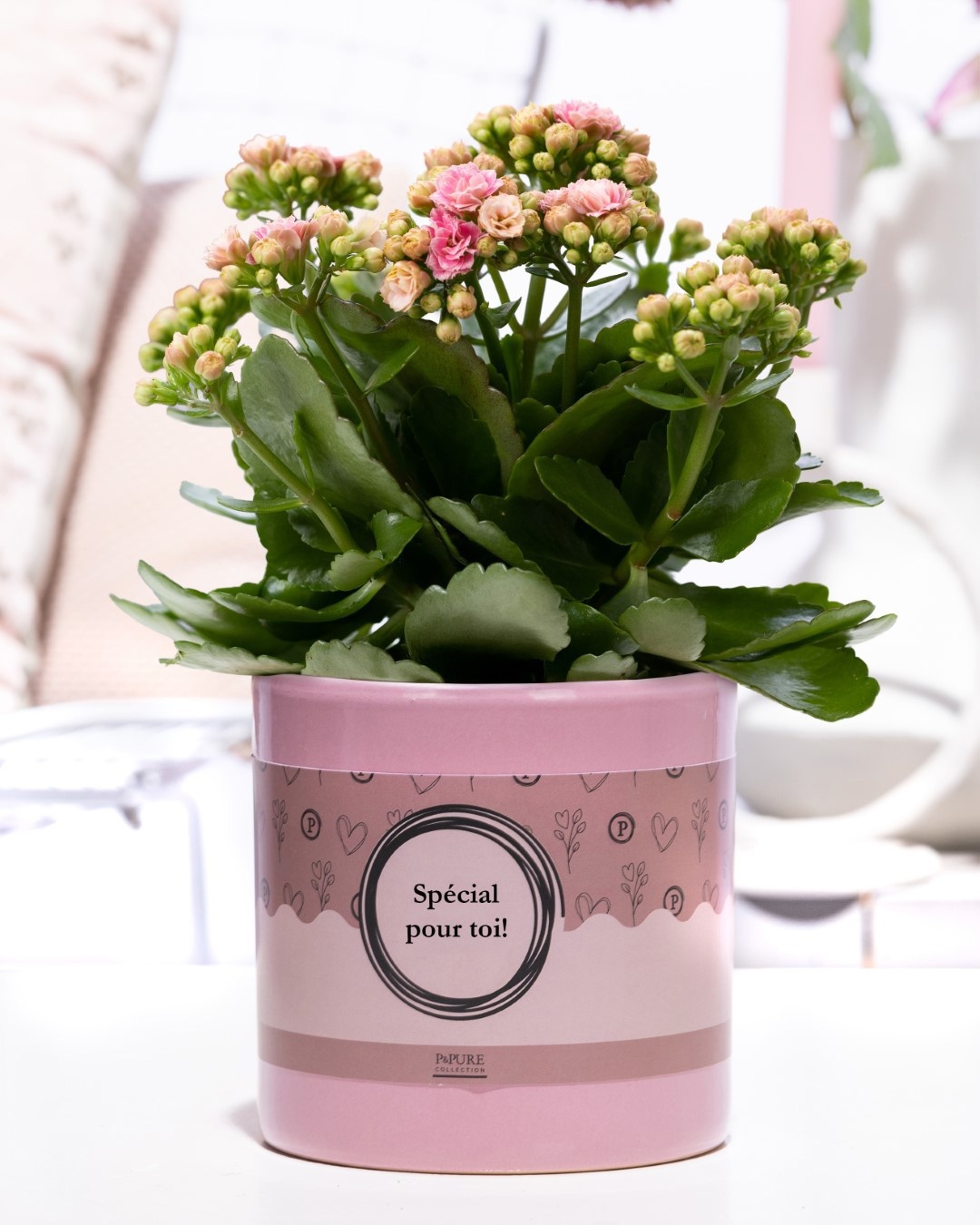 Kalanchoe pink in P&P cadeau concept: SPECIAL POUR TOI!, D 12